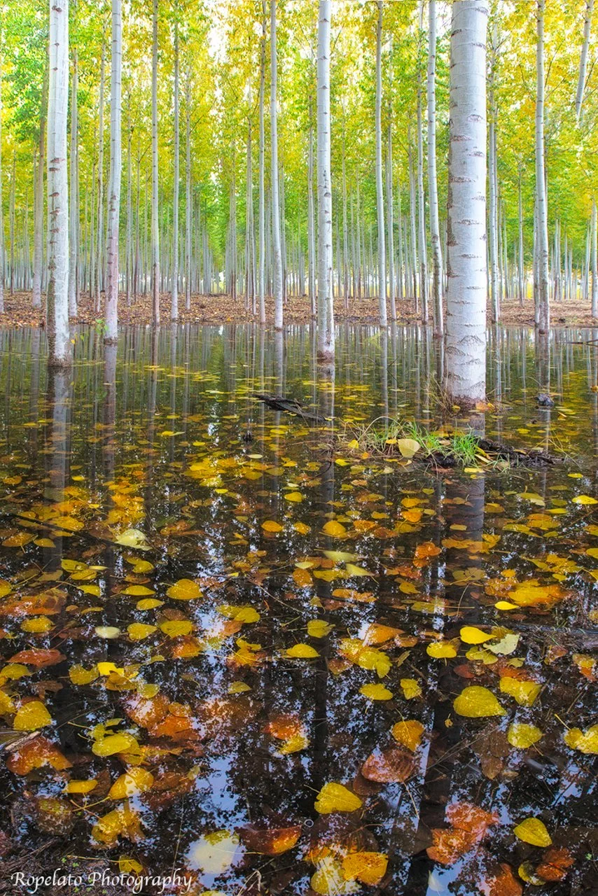 Water+Forest+Web+Web.jpg