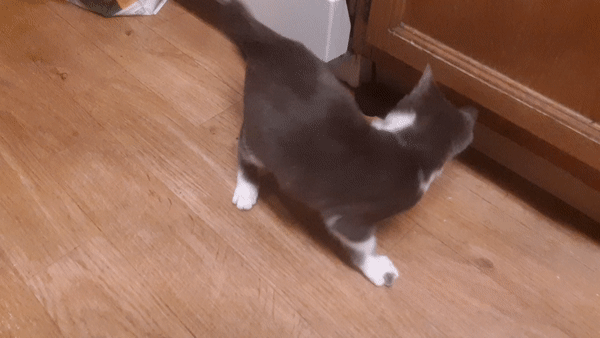 The cat, CogDat playing with her bear.