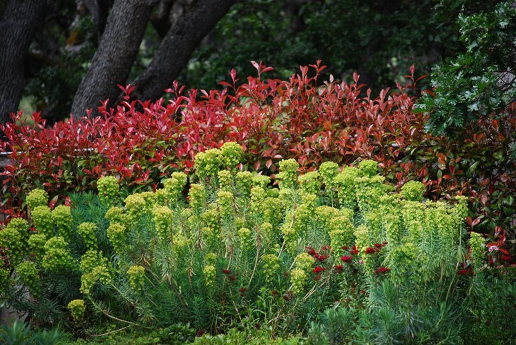 contrast garden, color & texture