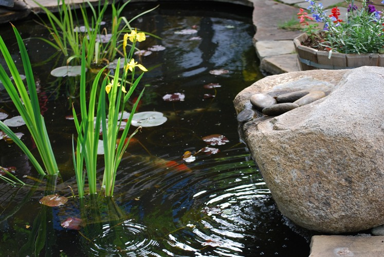 koi pond