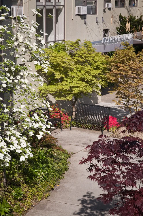 sou elderhostel trees & benches.jpg