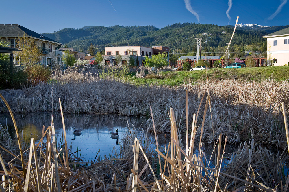 wetland1.jpg