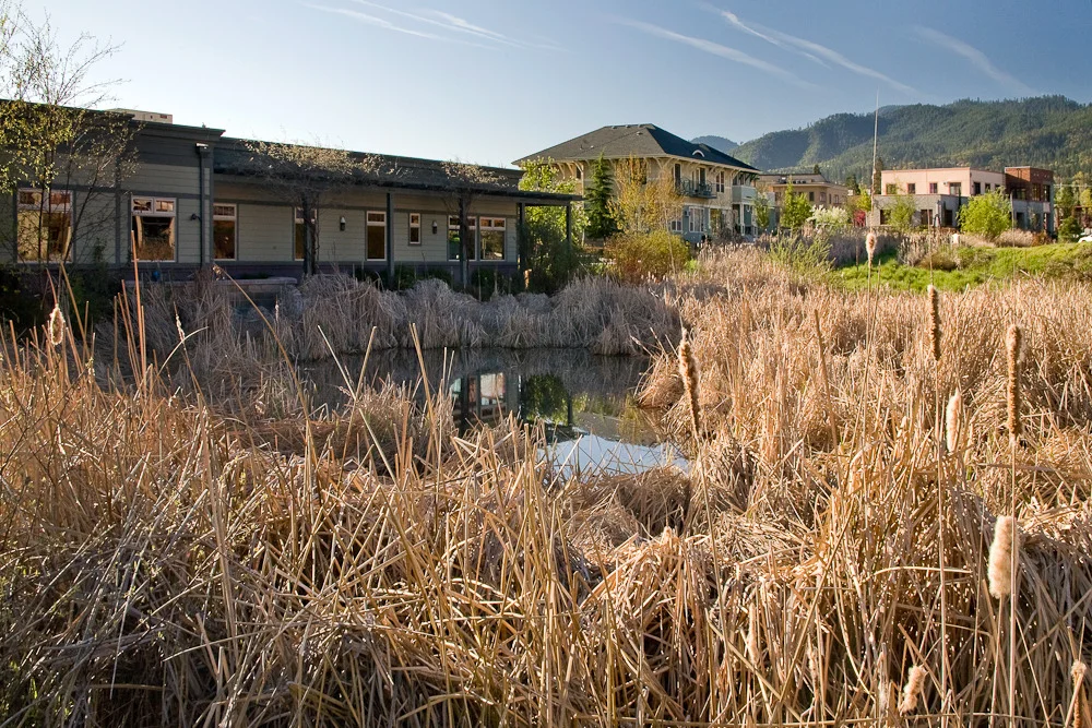 wetland 2.jpg