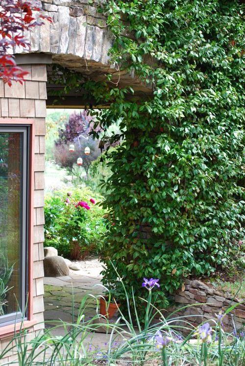 arch and ivy