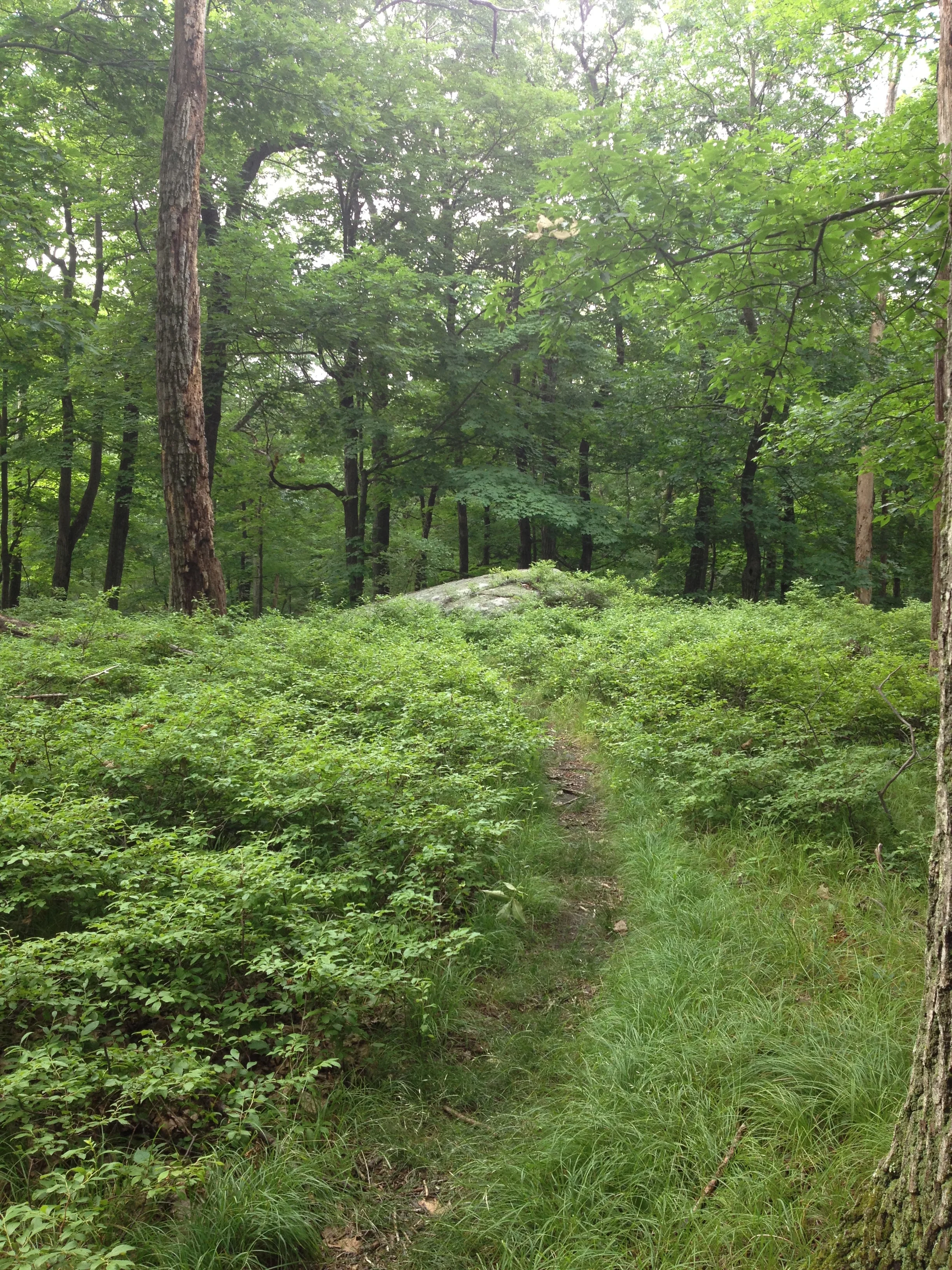 trail through a clearing