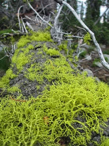 photo: Liz Harris -&nbsp;Letharia Vulpina ('Wolf Lichen" - a fungus that was used along with glass added into the carcasses of dead animals to poison wolves and foxes)