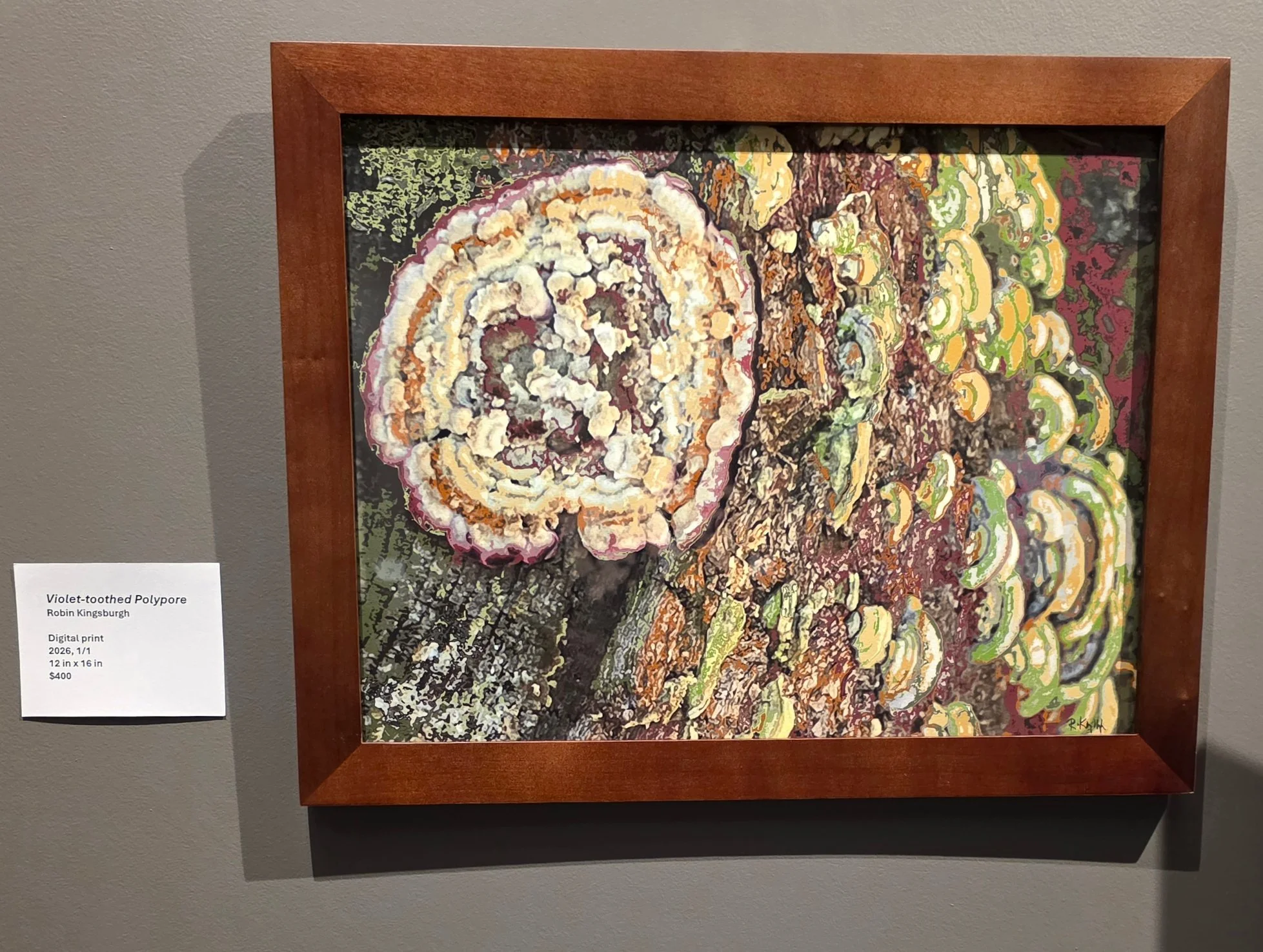 Violet Toothed Polypore, 2026.