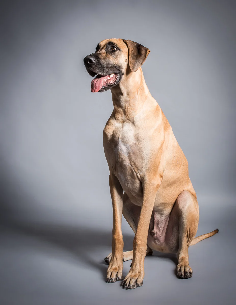 Studio Pet Photography