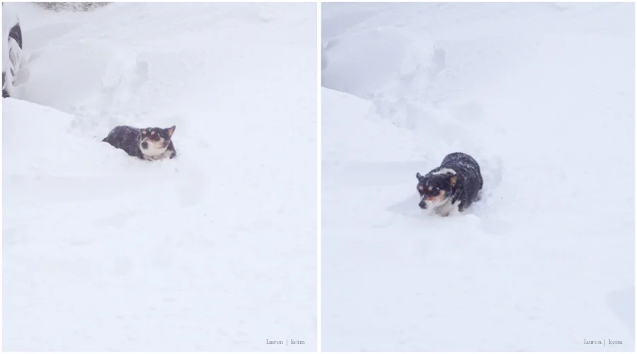 snow corgi.jpg