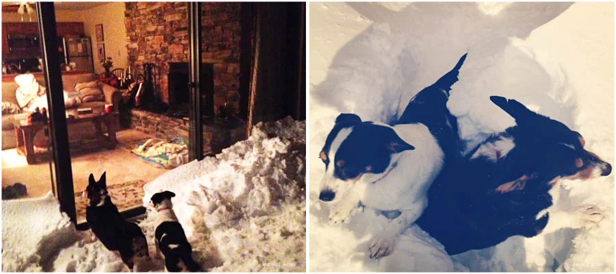 dogs in snow.jpg