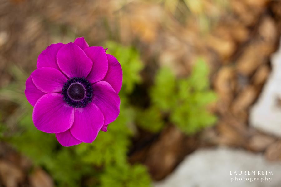 0312_spring garden2.jpg