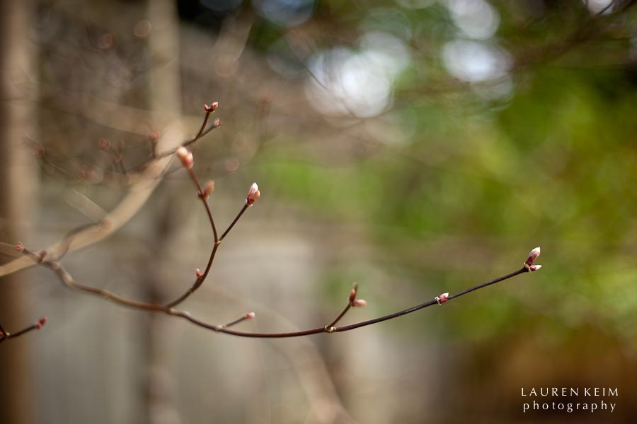 0312_spring garden4.jpg