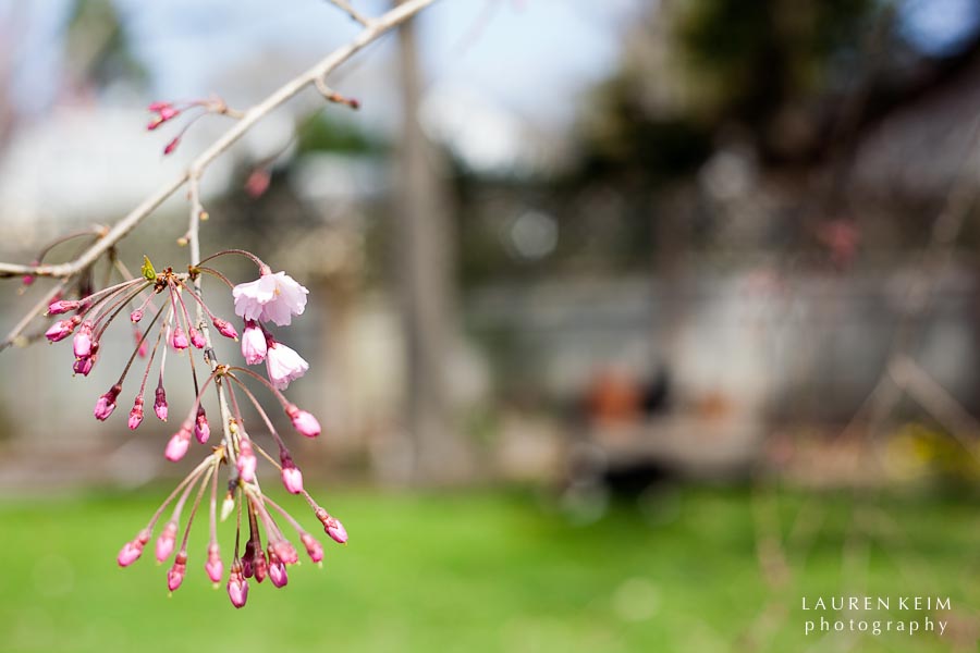 0312_spring garden10.jpg