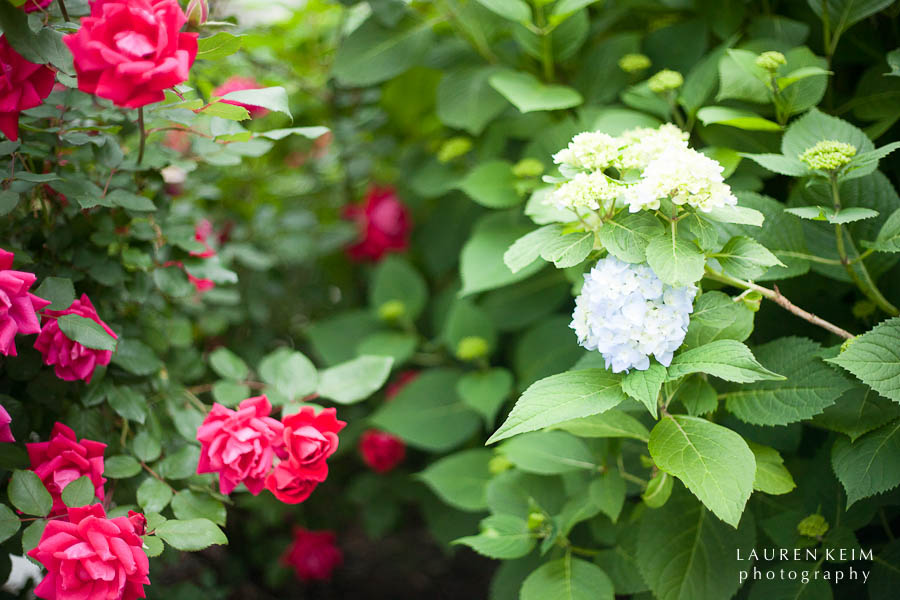 early hydrangea.jpg