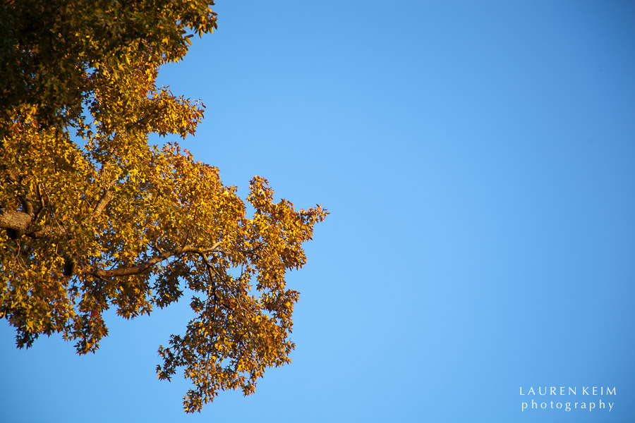 fall tree-1.jpg