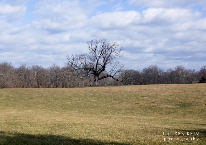 davids_tree-2.jpg