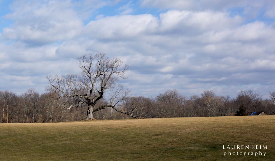 davids_tree-3.jpg
