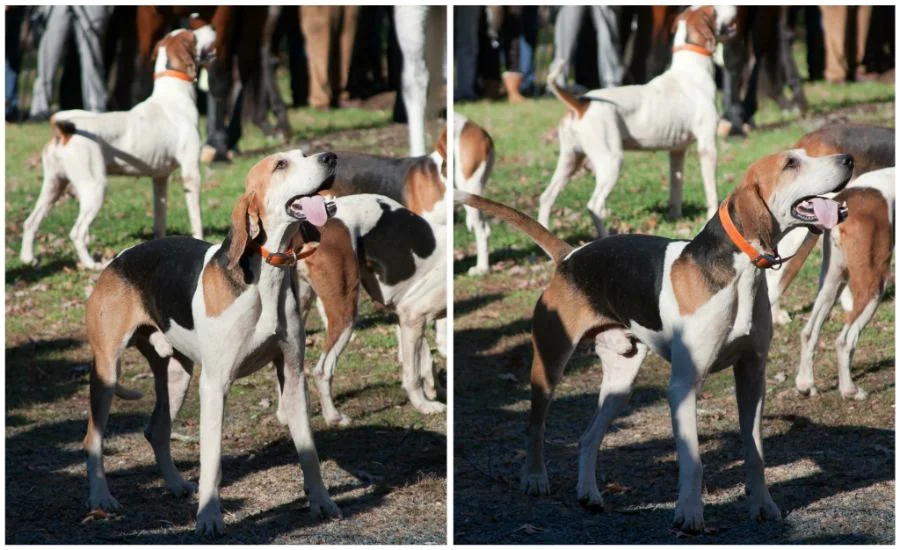 hound_panting_collage.jpg