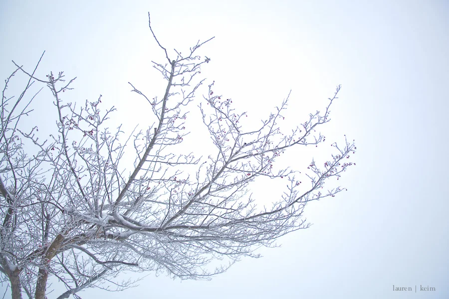 Dream Snow.jpg