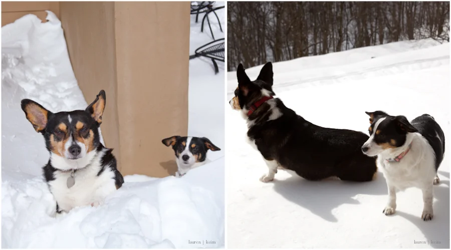 Doggie_Duo.jpg