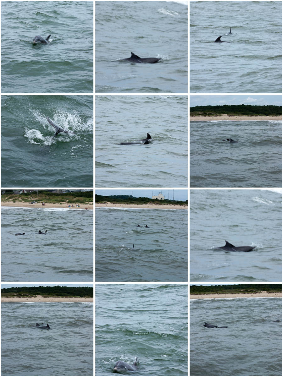 dolphins.jpg