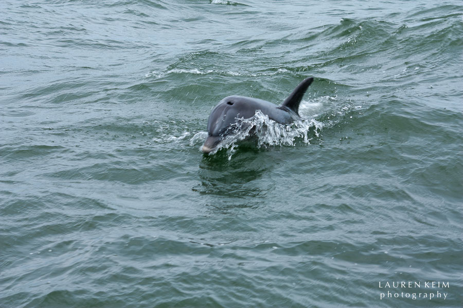 flipper-7.jpg