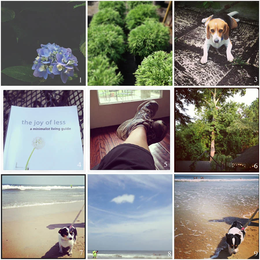 1. late summer surprise | 2. garden shopping | 3. bad beagle | 4. inspirational reading | 5. tired feet | 6. post-rain golden hour | 7. violet goes to the beach | 8. boogie board time | 9. violet is ready to go home