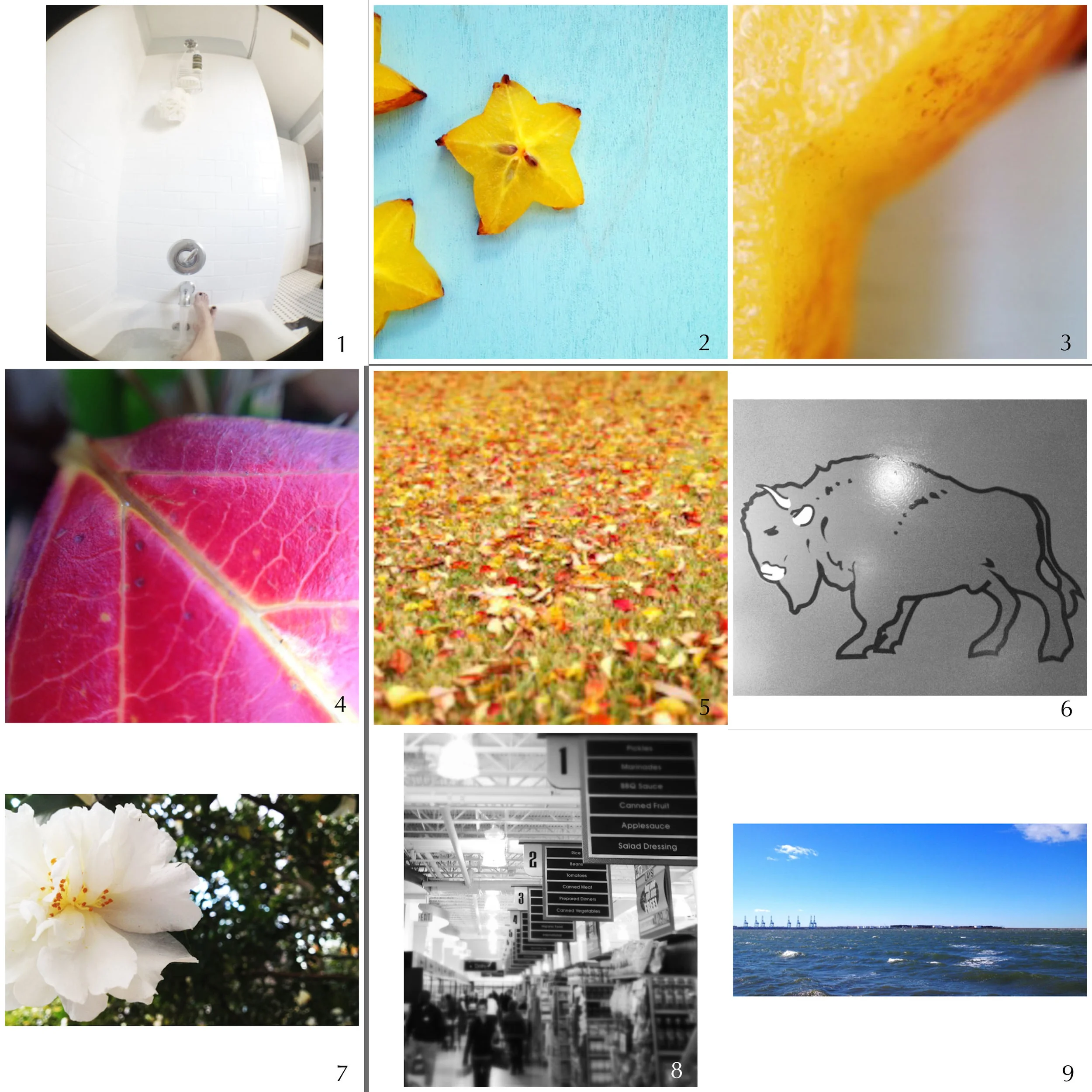1. {fisheye} get well soon | 2. starfruit | 3. macro | 4. macro | 5. carpet of color | 6. the dirty buffalo {wing night} | 7. flower bower | 8. busy day | 9. wind-whipped waves