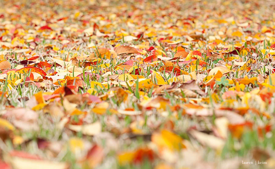 leaves.jpg