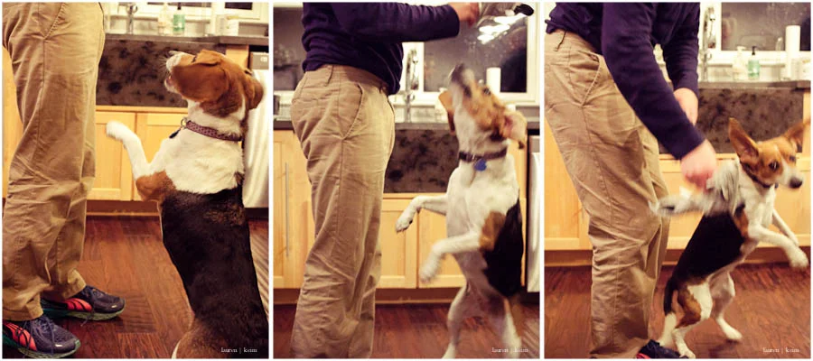 beagle_play.jpg