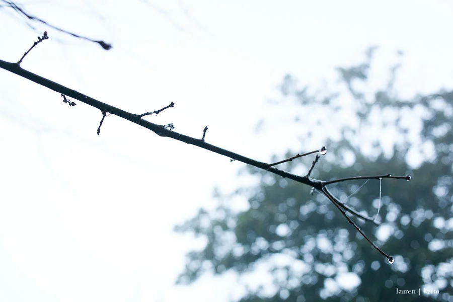 fog-10.jpg