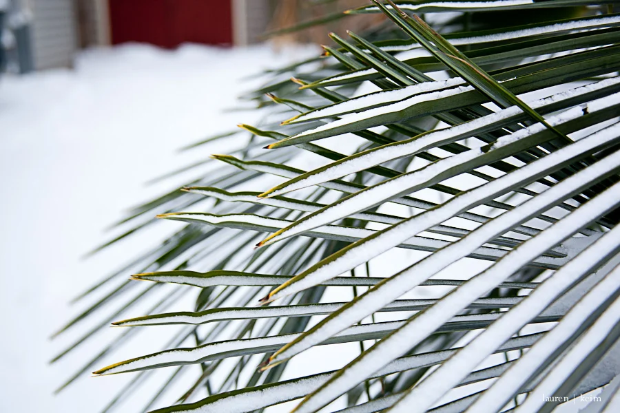 snow2-10.jpg