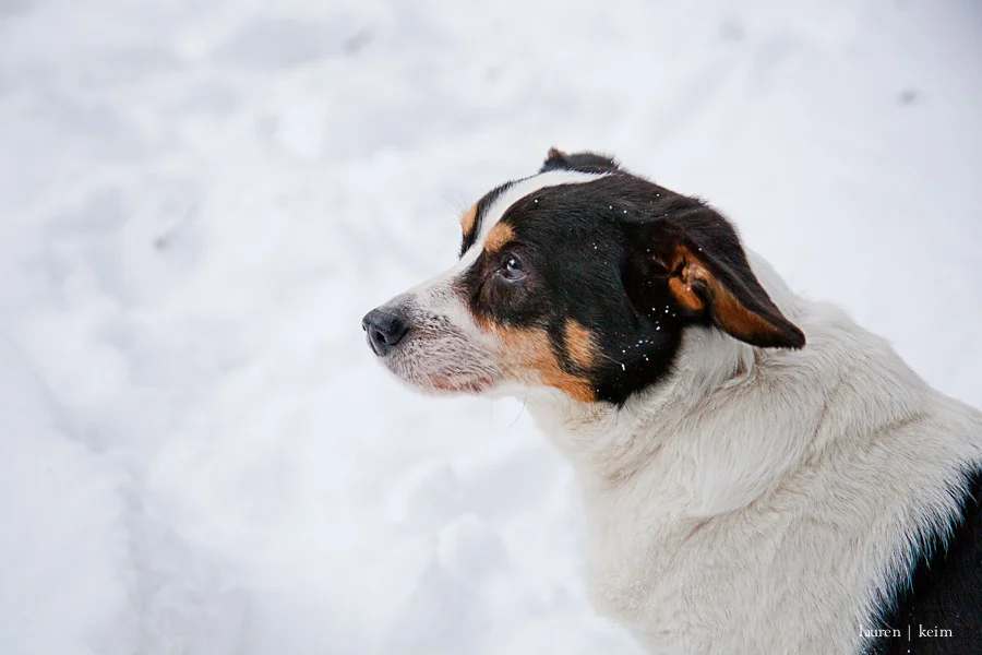 snow_hounds-87.jpg