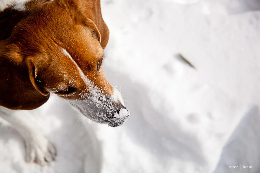 snow_hounds-90.jpg