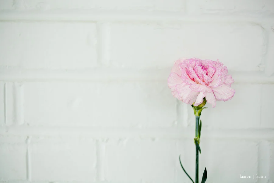 carnations-2.jpg