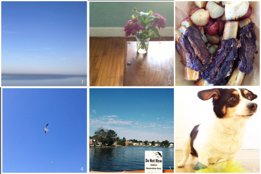 1. blur | 2. table | 3. dinner from a paris kitchen | 4. gulls at the game | 5. wetlands coming back | 6. violet wants a contract as a super model