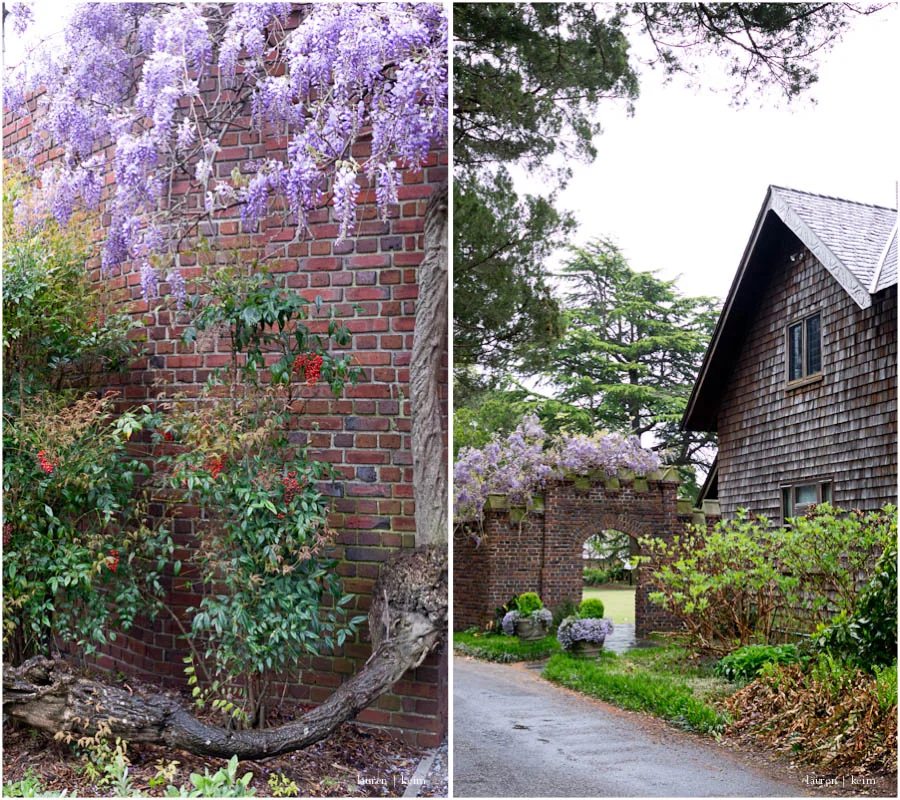 wisteria duo.jpg