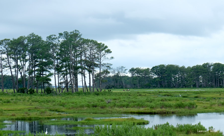 In the distance, the ponies of Assateague Island.