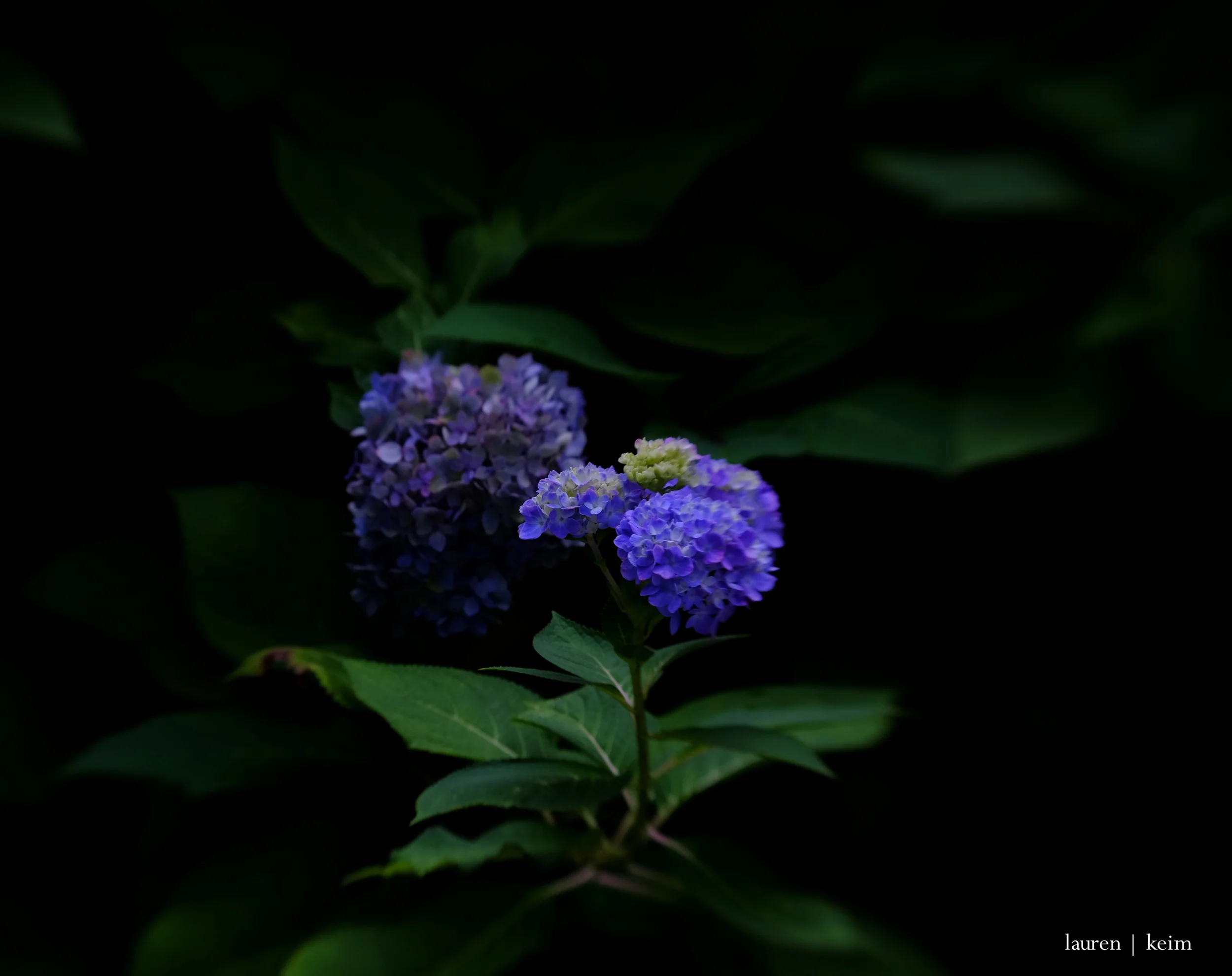 still blooming :: Fuji X-E2, Lensbaby Composer
