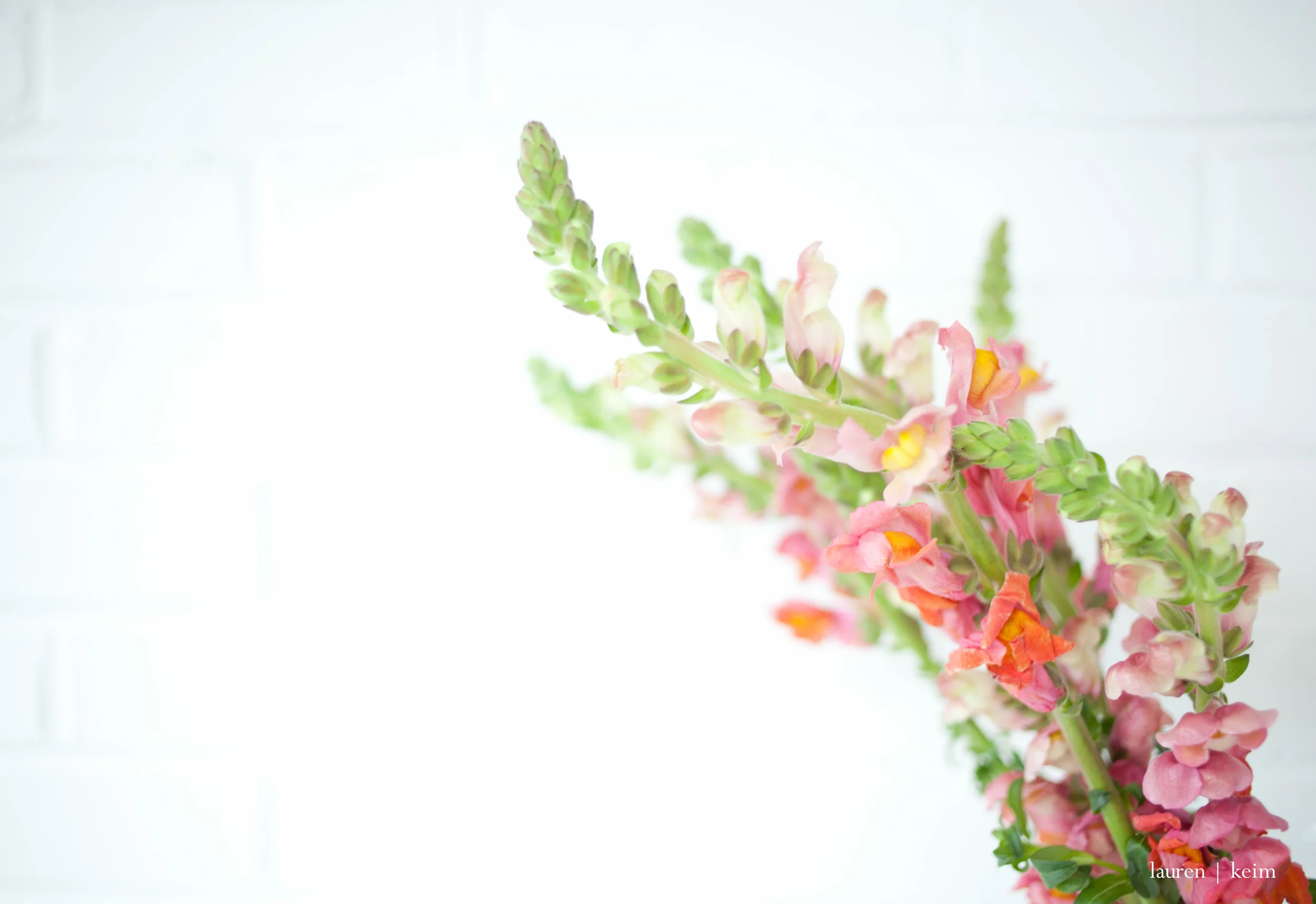 floral :: Canon 5D MII, 35mm