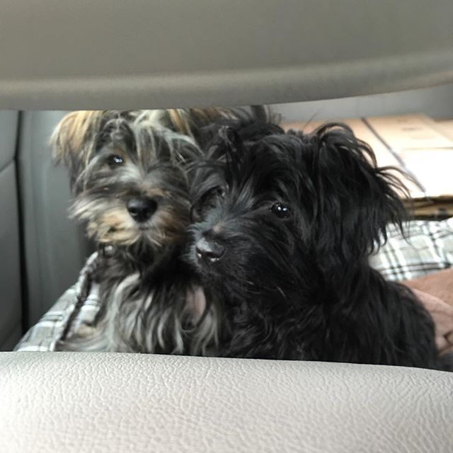 These bitches #nationalpuppyday