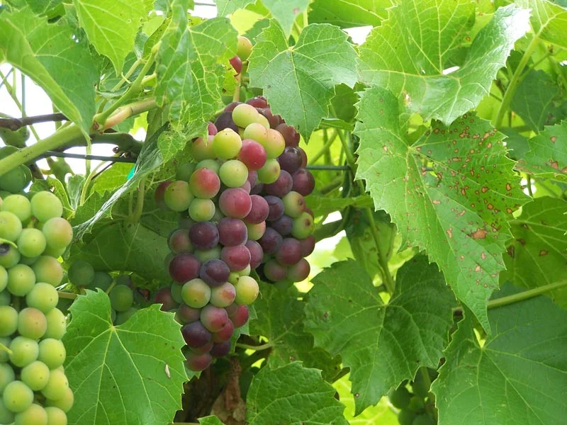 Fruit of the vine, Carlos Creek Winery