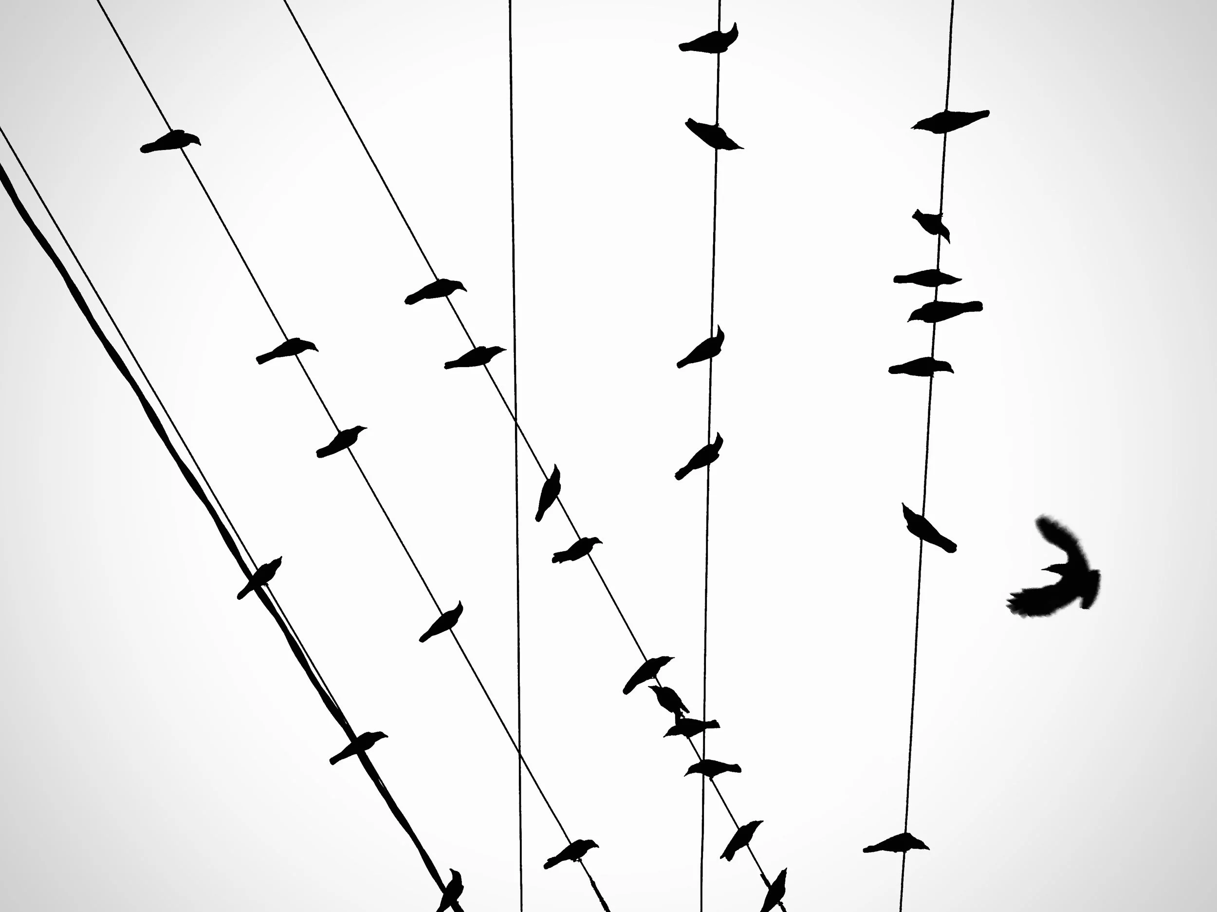 Crows.jpg