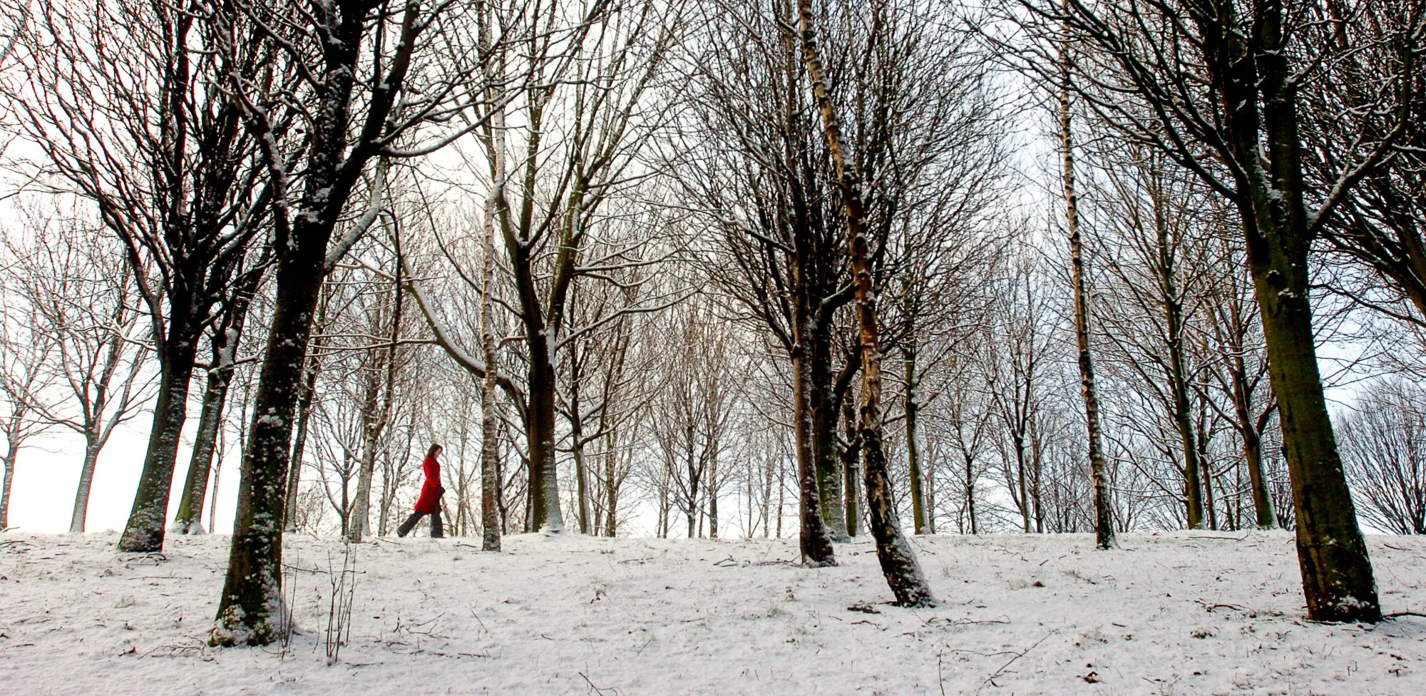 A wide crop of a person walking through a wood in the snow