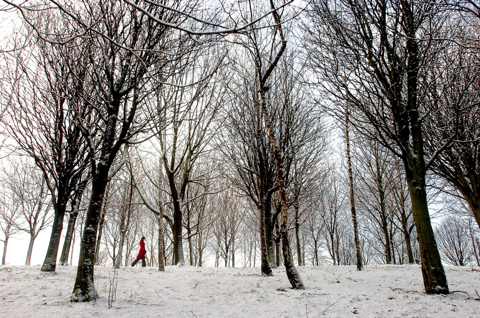 A person walks through a wood in the snow
