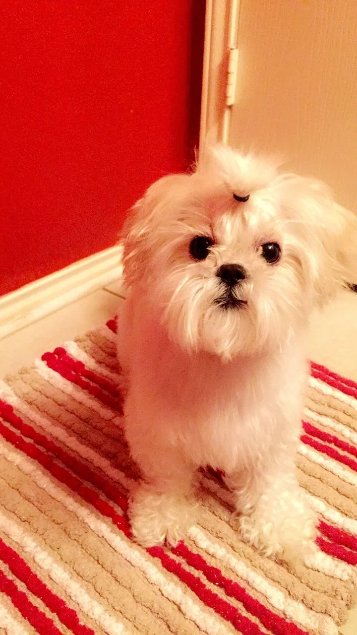 Melis Dog 1.jpg