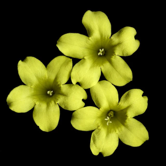 Flower_II.jpg
