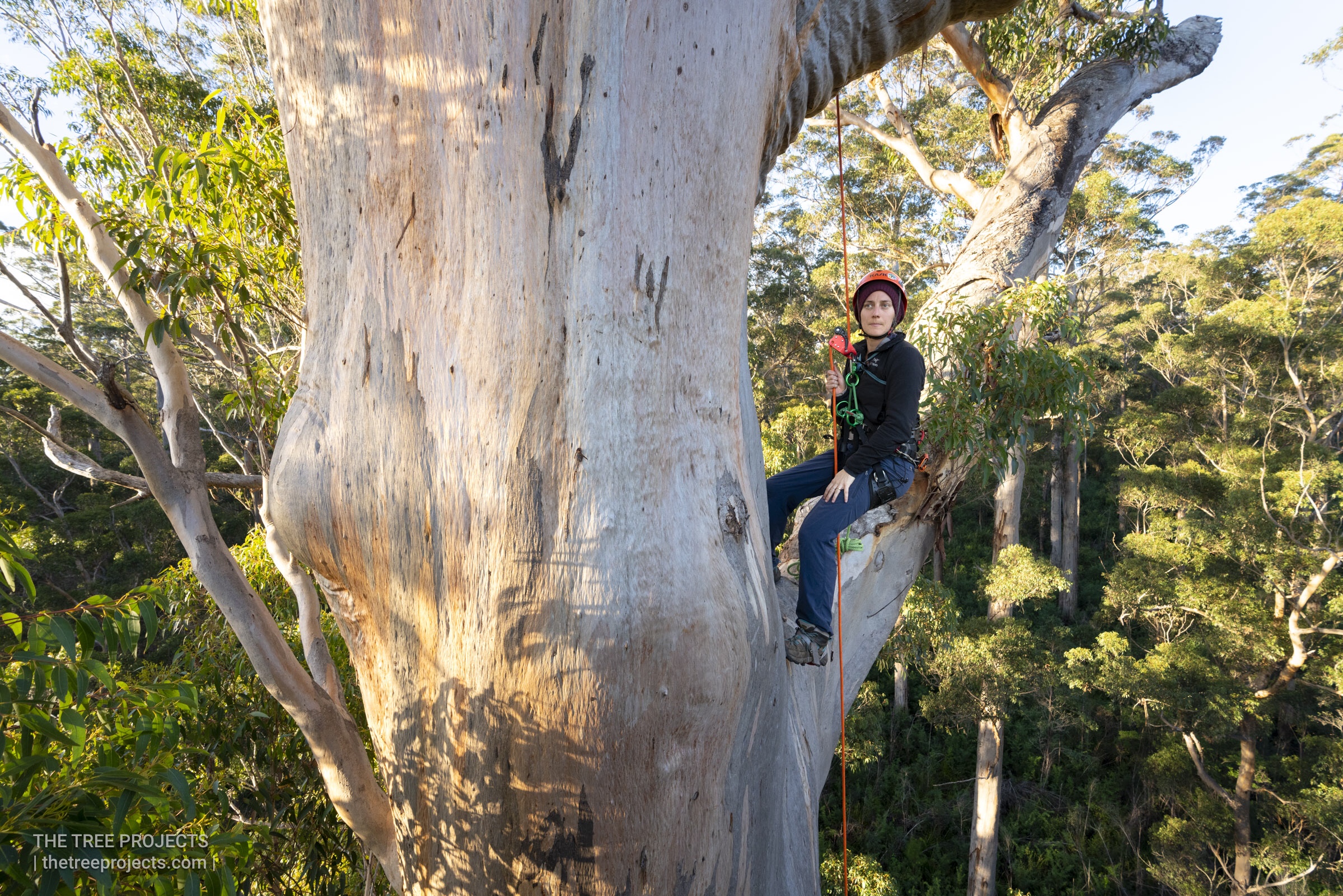 Dr Jen Sanger tree climbing in a Karri (Eucalyptus diversicolor)