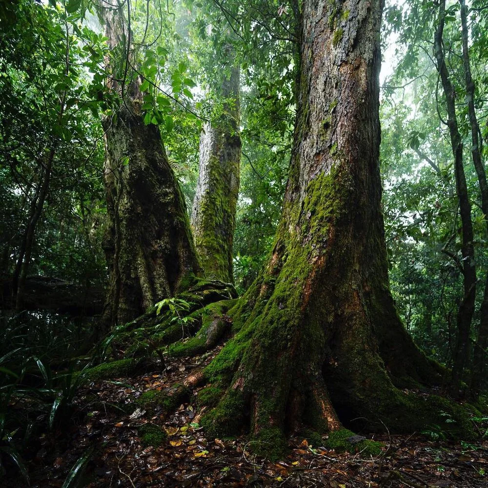 The irreplaceable and fire sensitive Antarctic Beech of the Lamington Nation Park.