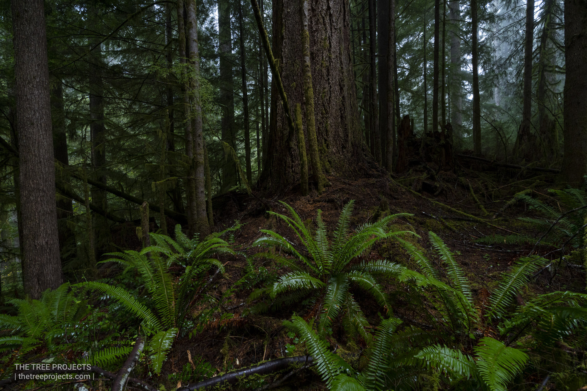 The Dark Understory
